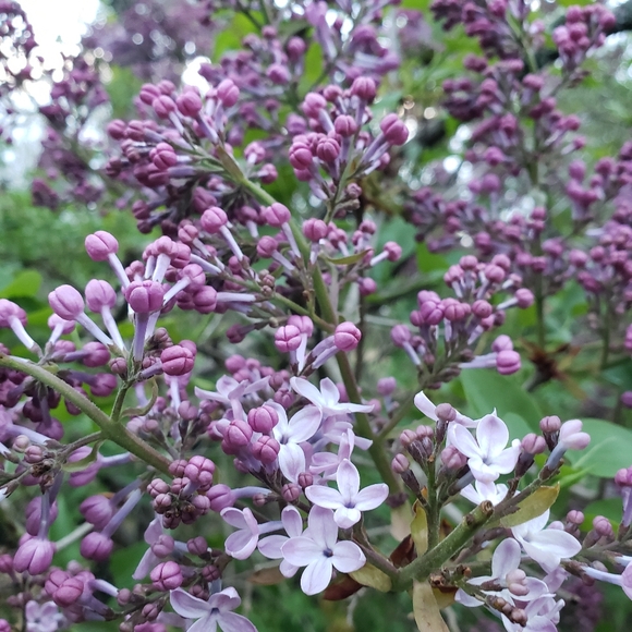 🌿ViSiT NEW LisTiNgs🌿 - Picture 6 of 16